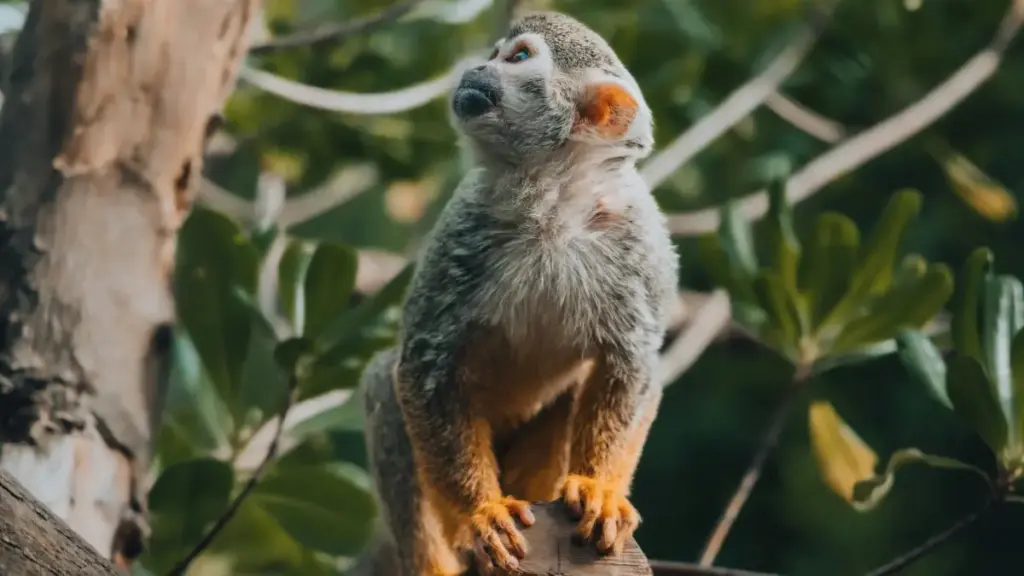 Guide pratique pour créateurs au Niger: comment trouver et convaincre des marques de Lettonie sur Douyin pour réaliser des vidéos témoignages, avec tactiques, outils et risques.