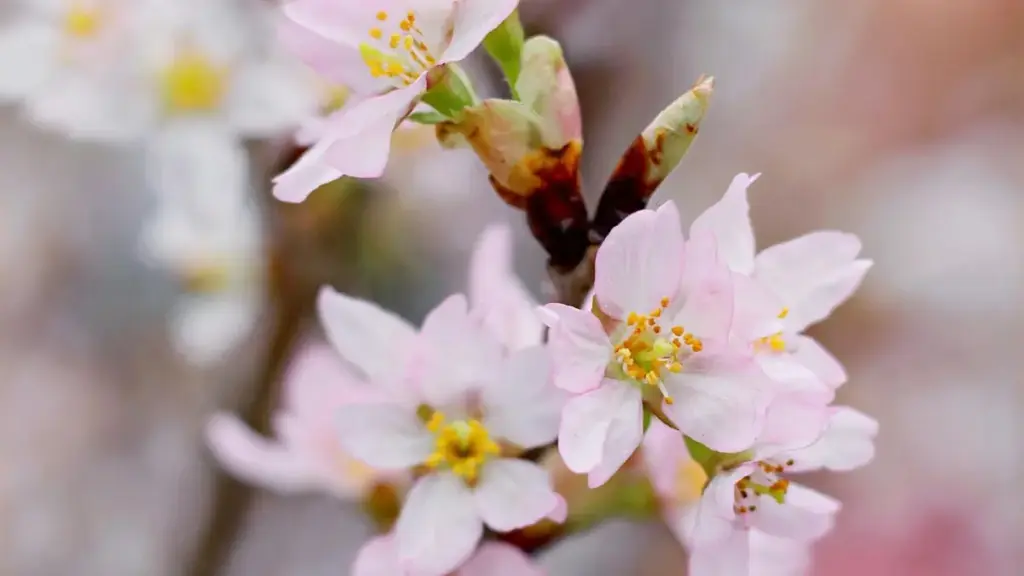 Guide pratique pour créateurs au Niger: comment approcher les marques bahreïnies sur Douyin et placer des morceaux dans des challenges. Stratégies, exemples locaux et checklist actionnable.