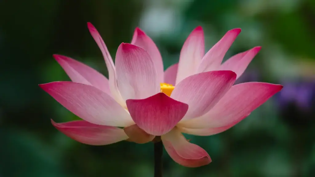 Guide pratique pour annonceurs au Niger: où et comment repérer des créateurs Taobao basés au Mexique pour lancer des défis fitness menés par des créateurs.