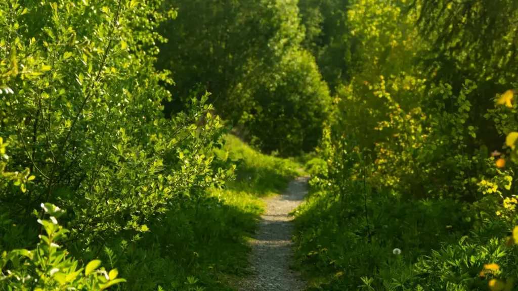 Guide pratique pour créateurs au Niger qui veulent contacter marques argentines sur Chingari et décrocher des tests/reviews beauté et soins — stratégies adaptables et exemples concrets.