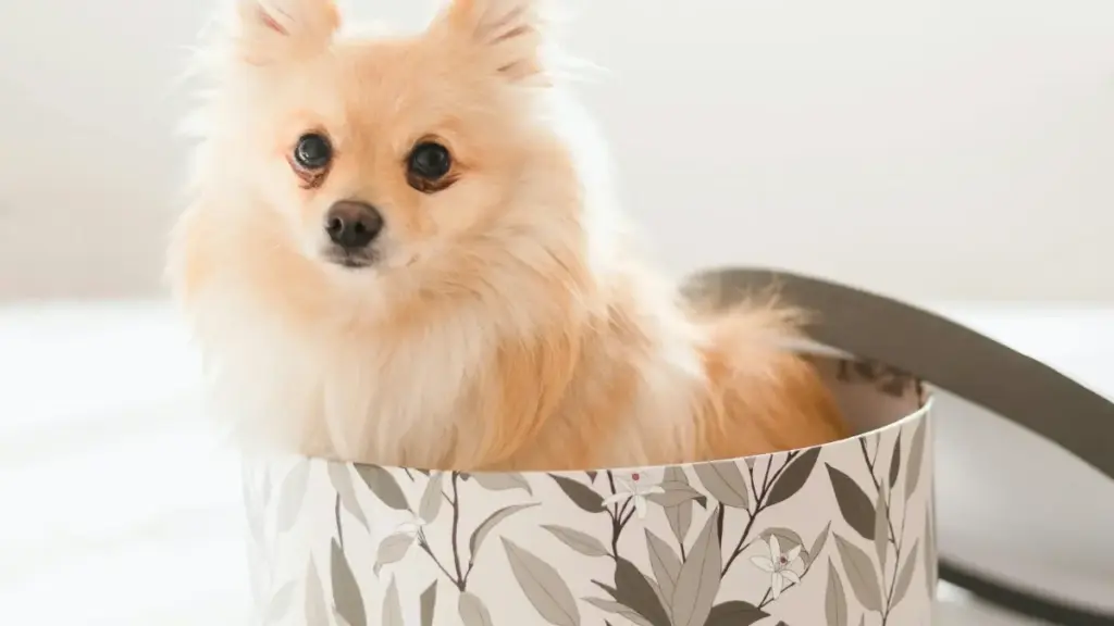 Guide pratique pour créateurs au Niger : comment cibler marques slovaques sur Snapchat, pitcher une collab musicale, et convertir une tendance en contrat.