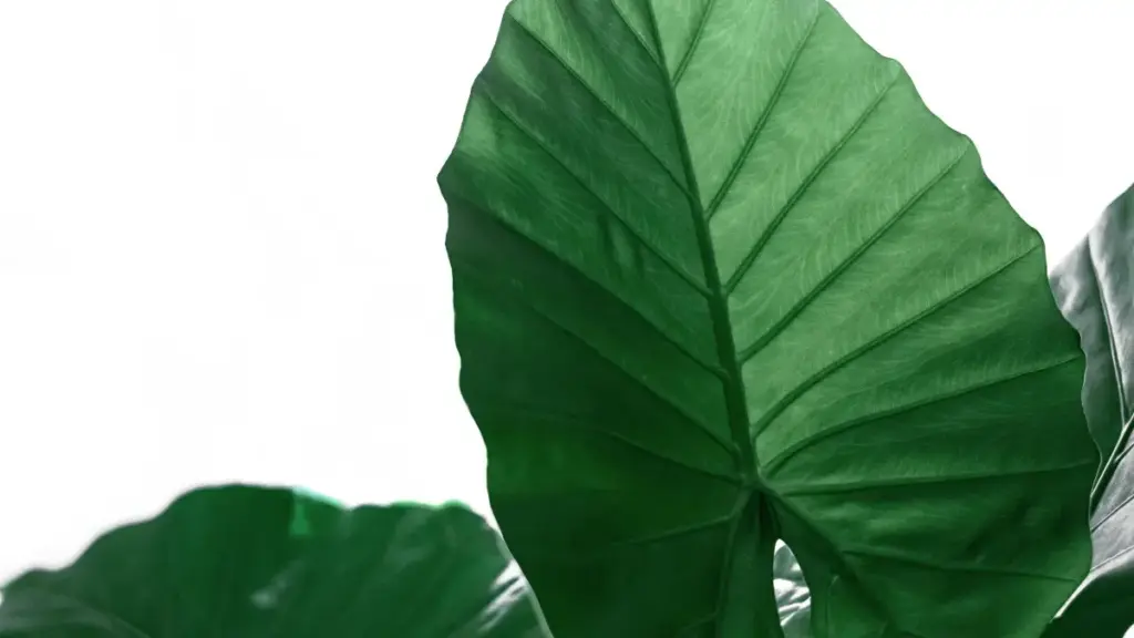 Guide pratique pour annonceurs au Niger: comment repérer et recruter créateurs Zalo au Kenya pour product seeding, alternatives locales, risques et workflow opérationnel.