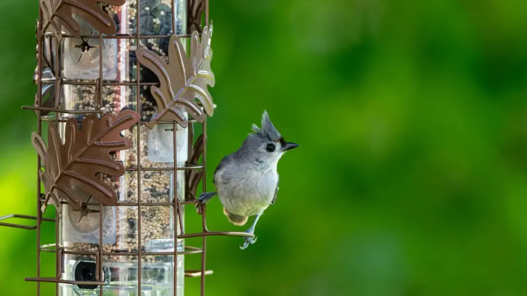 Guide pratique pour créateurs au Niger : comment contacter et convaincre marques bulgares via ShareChat pour lancer du buzz produit.