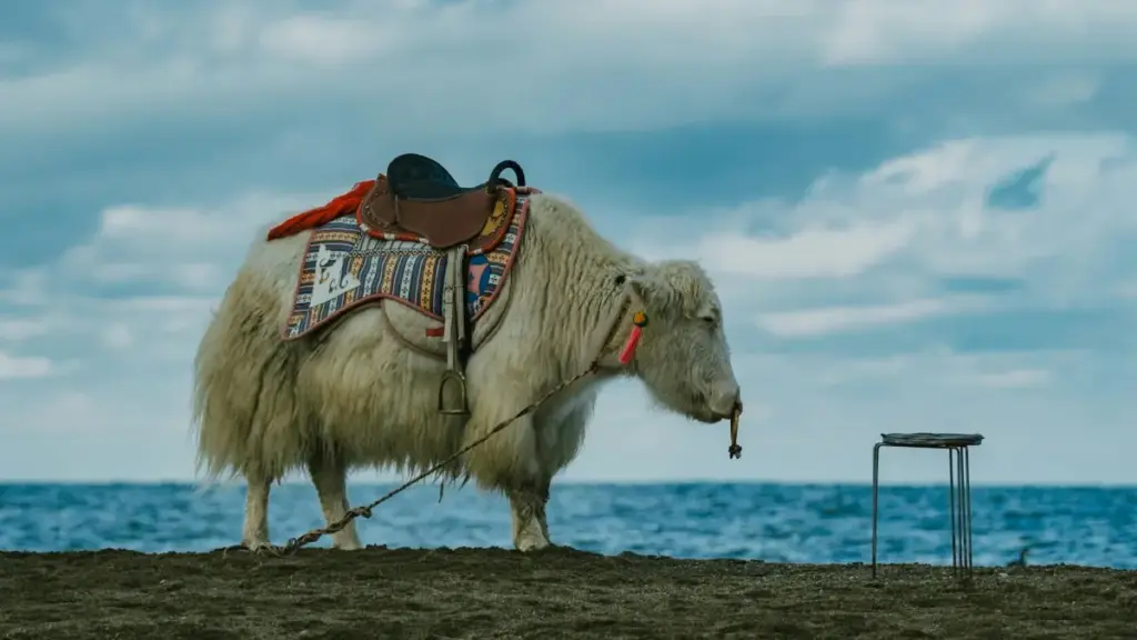 Guide pratique pour créateurs au Niger: comment trouver, contacter et convaincre marques danoises sur Pinterest pour programmes de micro‑seeding. Astuces locales, pitch et outils.