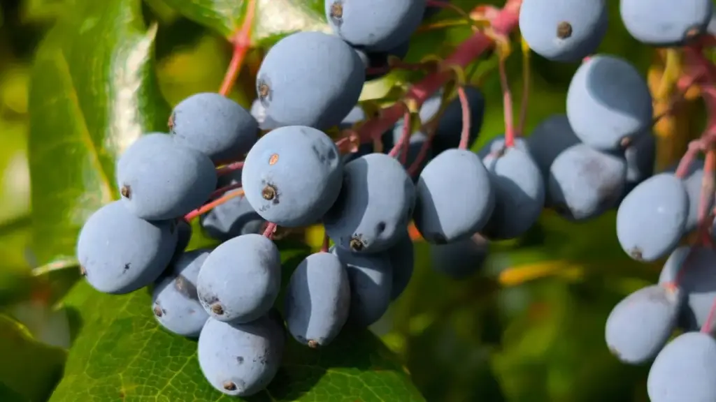 Guide pratique pour créateurs au Niger: comment identifier, contacter et convaincre marques sri-lankaises sur Bilibili pour rédiger reviews longues et monétiser.