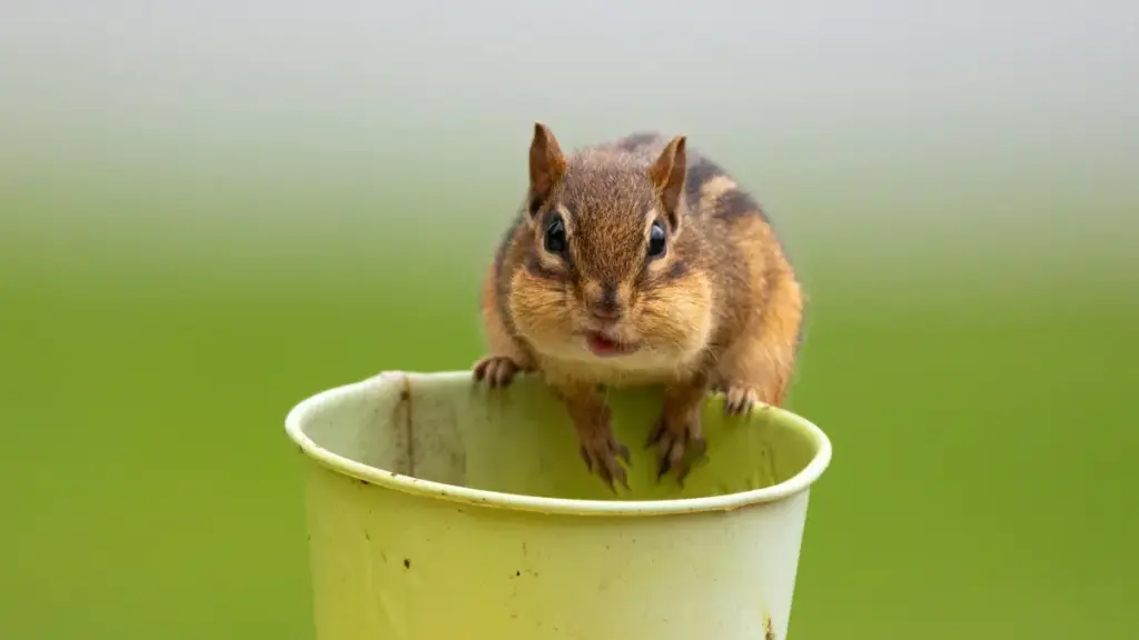 Guide pratique pour annonceurs au Niger — comment repérer, évaluer et activer créateurs éthiopiens sur ShareChat pour lancer nouveaux produits beauté.