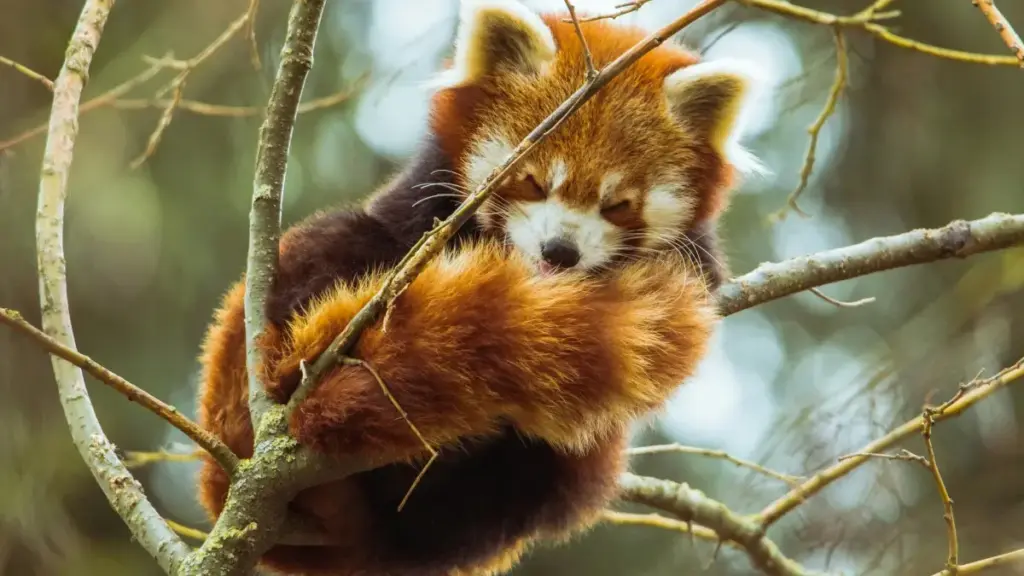 Stratégie locale simple pour créateurs au Niger qui veulent contacter marques boliviennes via HBO Max et valoriser trésors locaux.