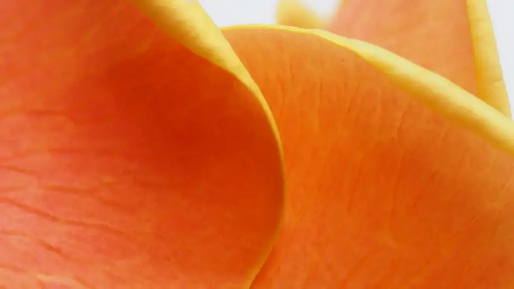 Guide pratique pour créateurs au Niger: comment approcher des marques russes sur Chingari et présenter clairement les bénéfices produit pour conclure des deals.