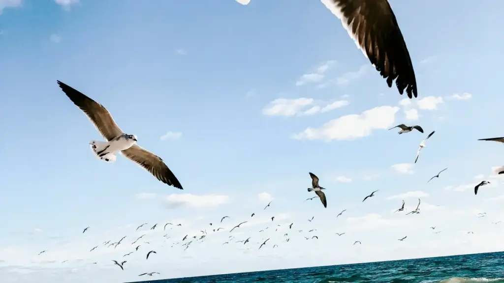 Guide pratique fr-NE pour créateurs au Niger: comment identifier, contacter et collaborer avec des marques de Bosnie-Herzégovine sur Kuaishou pour produire lookbooks locaux et pro.