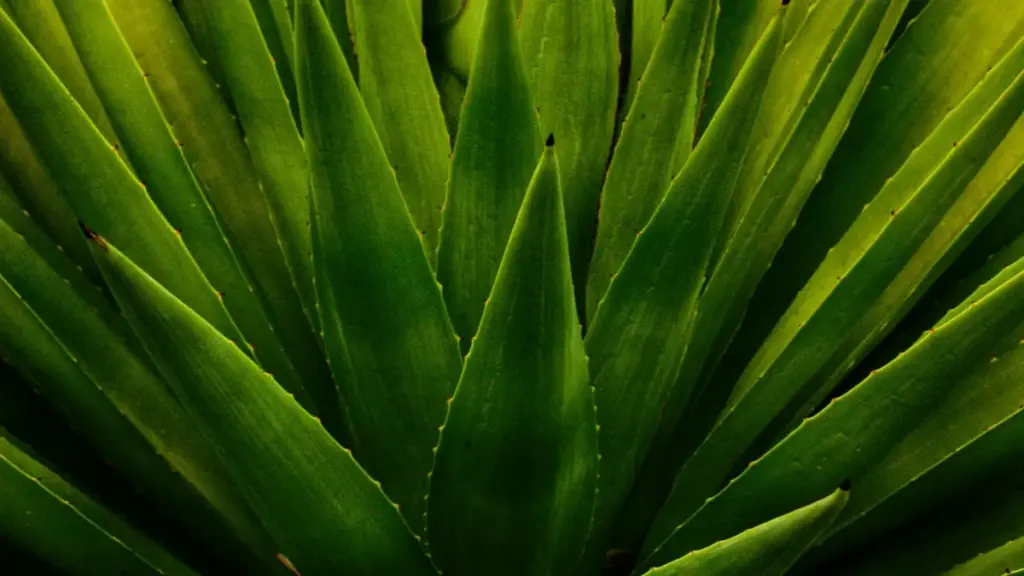 Guide pratique pour créateurs au Niger: comment approcher des marques australiennes sur LinkedIn et obtenir des opportunités UGC, avec tactiques locales et outils.