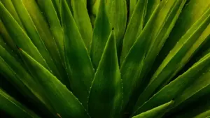 Guide pratique pour créateurs au Niger: comment approcher des marques australiennes sur LinkedIn et obtenir des opportunités UGC, avec tactiques locales et outils.