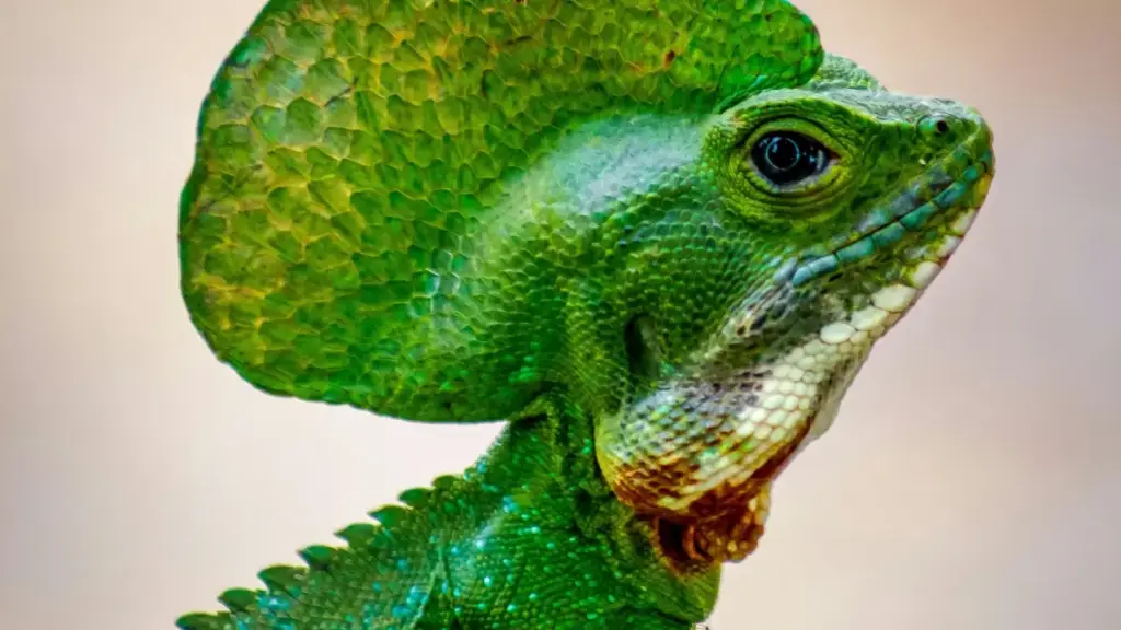 Guide pratique pour annonceurs au Niger: comment repérer et collaborer avec des créateurs Norvégiens qui vendent sur eBay et boostent des influenceurs style.