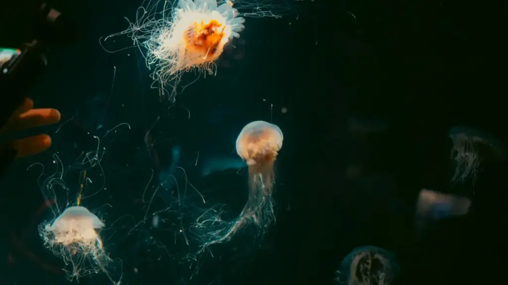 Guide pratique pour créateurs au Niger: comment trouver et approcher marques japonaises sur Chingari pour des partenariats avec offices du tourisme.