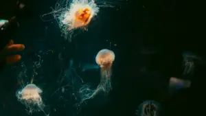 Guide pratique pour créateurs au Niger: comment trouver et approcher marques japonaises sur Chingari pour des partenariats avec offices du tourisme.