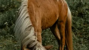 Guide pratique pour créateurs au Niger: comment approcher marques du Venezuela sur Josh et lancer des tutoriels brandés qui convertissent.