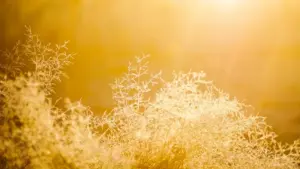 Stratégies pratiques pour les annonceurs au Niger qui veulent trouver des créateurs libanais sur Takatak et lancer des campagnes communes.