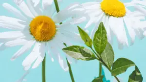 Guide pratique pour créateurs au Niger: comment contacter et collaborer avec marques polonaises sur Threads pour créer guides de productivité.