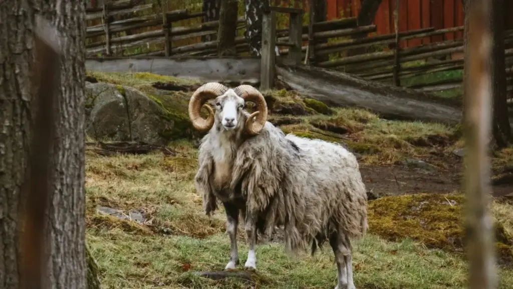 Guide pratique pour créateurs au Niger: comment identifier, contacter et convaincre des marques slovaques sur Roposo pour des collabs bien-être en 2026.