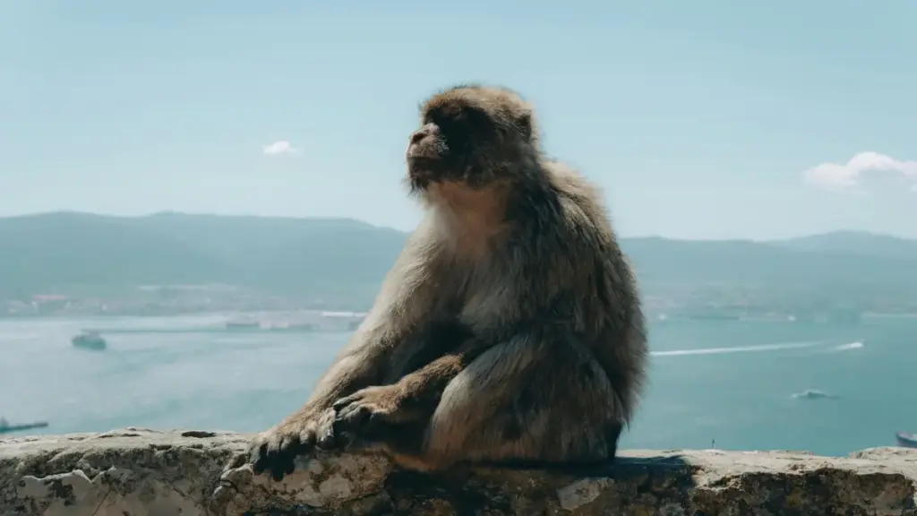 Gaɗa bon plan pour joindre brands Bosnie-Herzégovine sur Twitch, bâtir des partenariats solides, et vendre ton pitch aux game publishers sans te crasher.