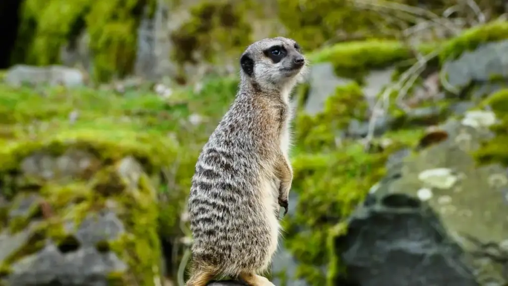 Méthode simple pour repérer des créateurs Kuaishou en Turquie, choisir les bons profils et lancer un giveaway qui ramène vues, commentaires et saves.