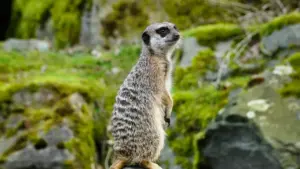 Méthode simple pour repérer des créateurs Kuaishou en Turquie, choisir les bons profils et lancer un giveaway qui ramène vues, commentaires et saves.